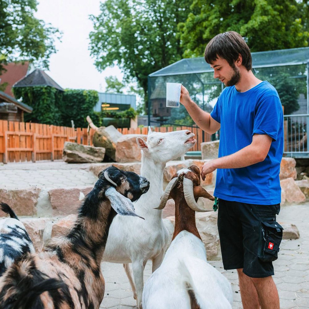 Tierpfleger füttert Ziegen